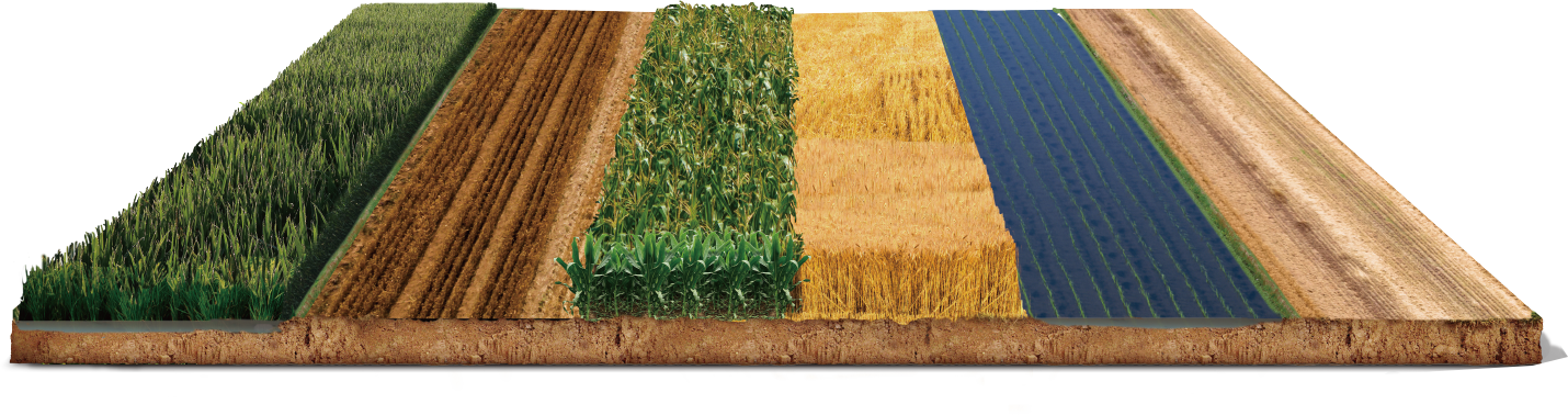 wisdom agriculture