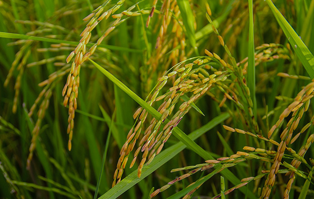 Dry fields